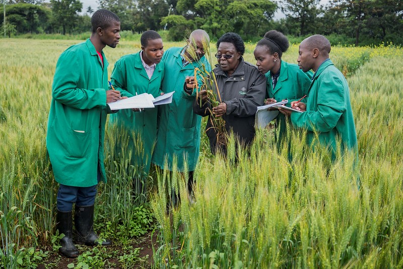National Wheat Coordinator Ruth Wanyera (third from right) gives a lesson to pathology interns in the field of a fungicide efficiency trial at KALRO Njoro Research Station, Nakuru, Kenya.