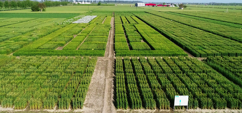 Wheat grows under a systematic intensification approach at the Borlaug Institute for South Asia (BISA) in India. (Photo: BISA)