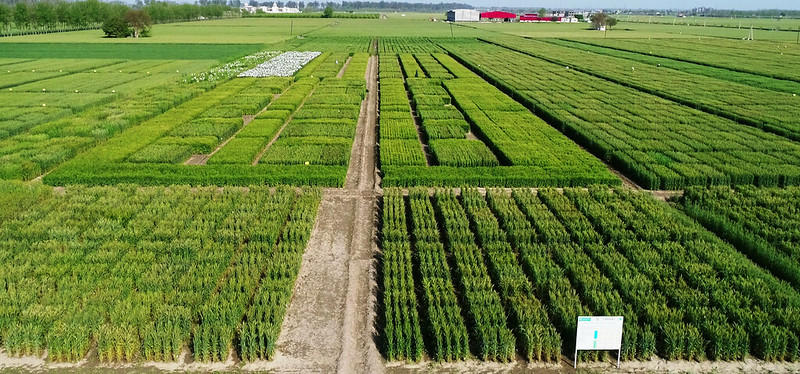 Wheat grows under a systematic intensification approach at the Borlaug Institute for South Asia (BISA) in India. (Photo: BISA)