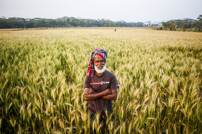 Farmer Tara Miah stands in his wheat field in Rajguru, Barisal, Bangladesh. (Photo: Ranak Martin/CIMMYT)