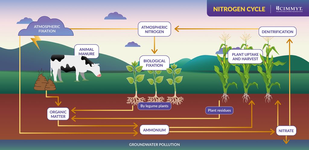 A diagram shows the process through which nitrogen moves from the atmosphere to earth, through soils and is released back into the atmosphere – converting in and out of its organic and inorganic forms. (Graphic: Nancy Valtierra/CIMMYT)
