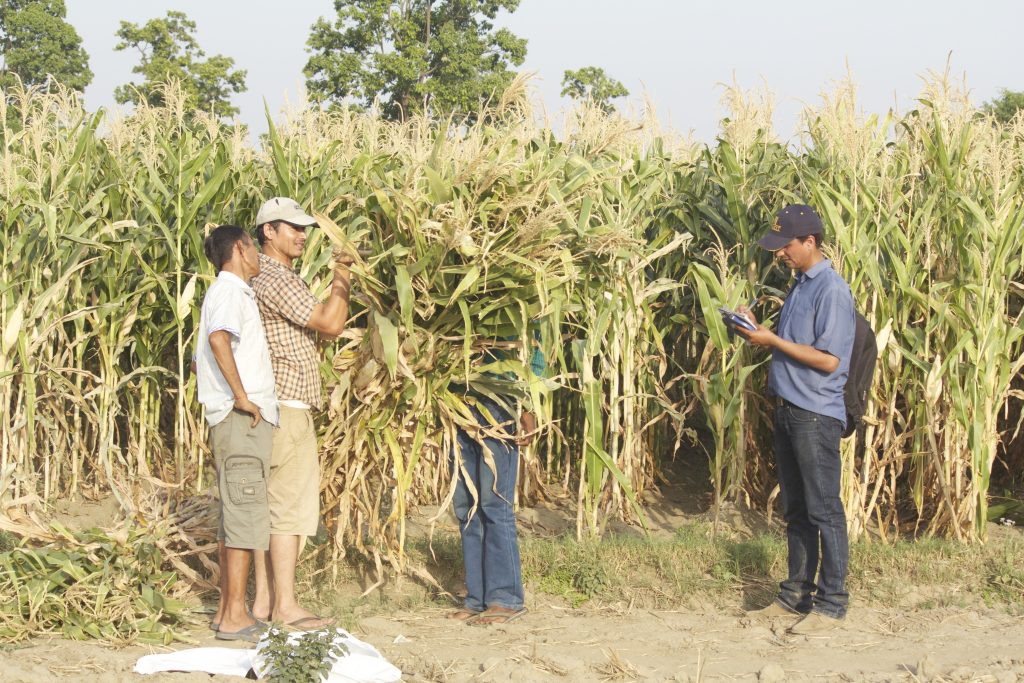Gokul Paudel records the total above-ground biomass of maize and other maize yield attributes in a farmer’s field in Kanchunpur, Nepal. (Photo: Ashok Rai/CIMMYT)