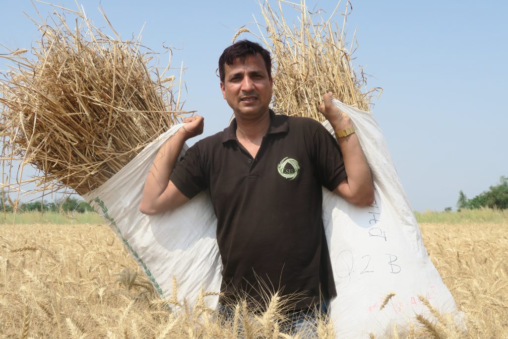 Gokul Paudel holds up two bags of wheat crop-cuts in a farmer's field in India. (Photo: CIMMYT)
