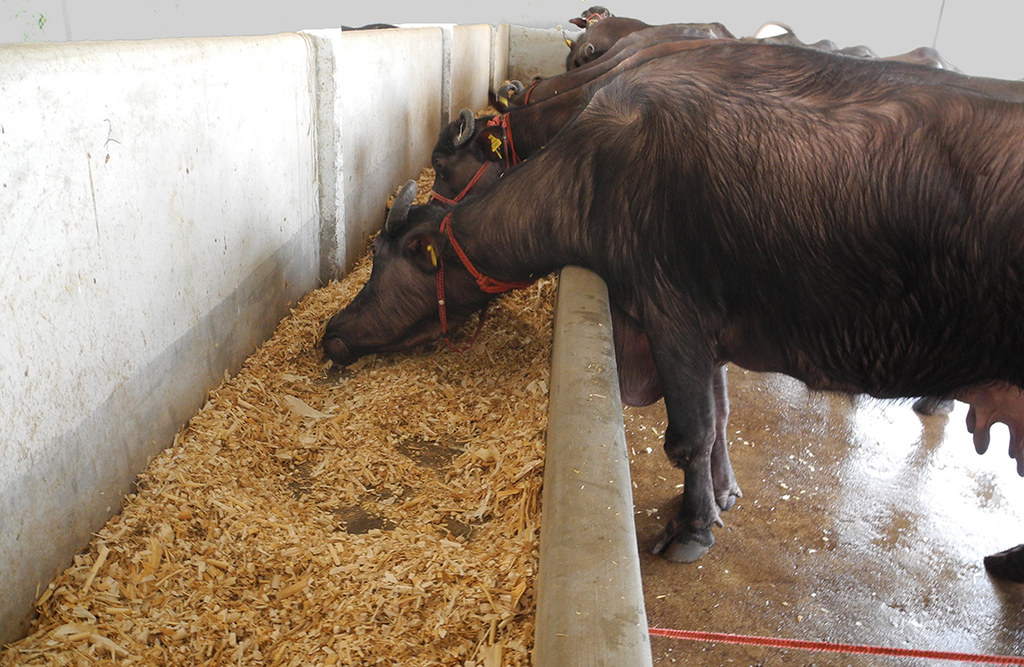 Dairy cattle eats processed maize stover in India. (Photo: P.H. Zaidi/CIMMYT)