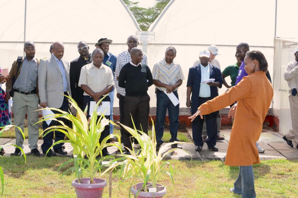 CIMMYT technician Janet Kimunye (right) shows visitors a plant with MLN symptoms at the MLN screening facility in Naivasha, Kenya. (Photo: CIMMYT)