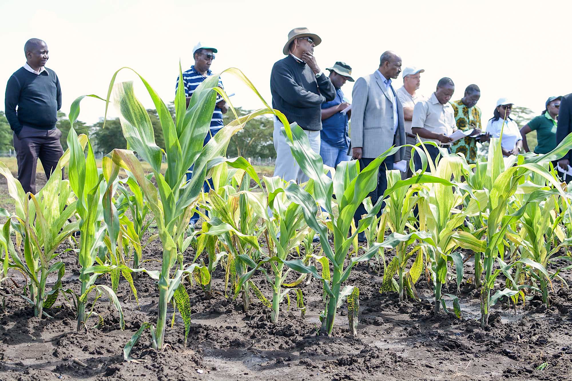 Background image for CIMMYT