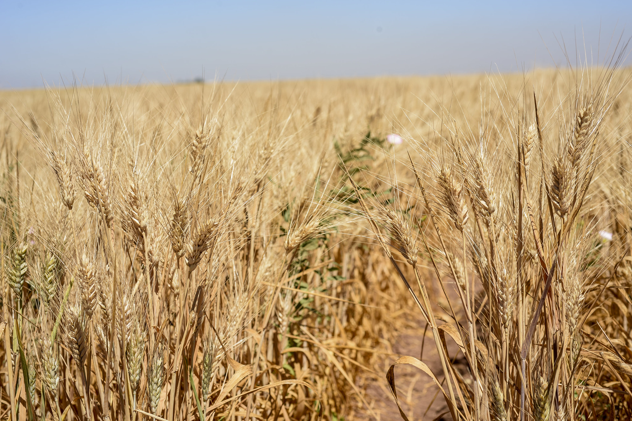 Durum wheat drought tolerance trials in Ciudad Obregon, Mexico, 2017. (Photo: Alfonso Cortés/CIMMYT)