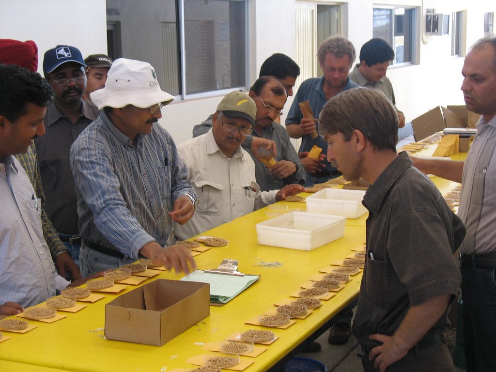 Ravi Singh (left, in striped shirt) shows students how to score the seed of freshly-harvested wheat lines at CIMMYT's experimental station near Ciudad Obregón, Mexico, during the international Wheat Improvement Course in 2007. (Photo: CIMMYT)