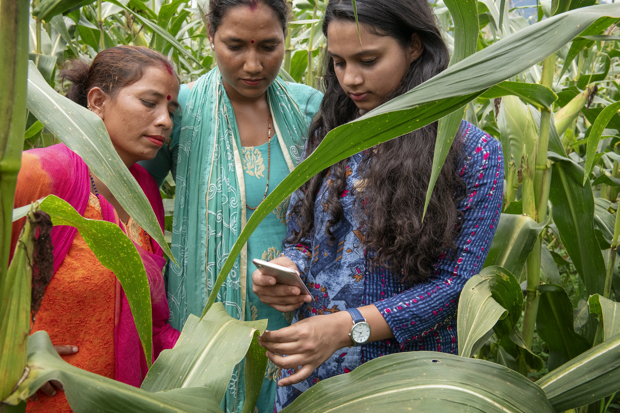 A researcher from the International Maize and Wheat Improvement Center (CIMMYT) demonstrates the use of a farming app in the field. (Photo: C. De Bode/CGIAR)