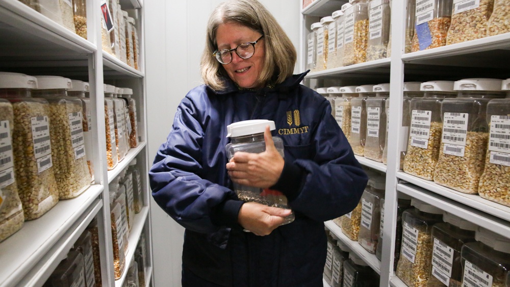 Denise Costich, the maize collection manager at CIMMYT’s Maize and Wheat Germplasm Bank, shows one of the genebank's more than 28,000 accessions of maize. (Photo: Luis Salazar/Crop Trust)