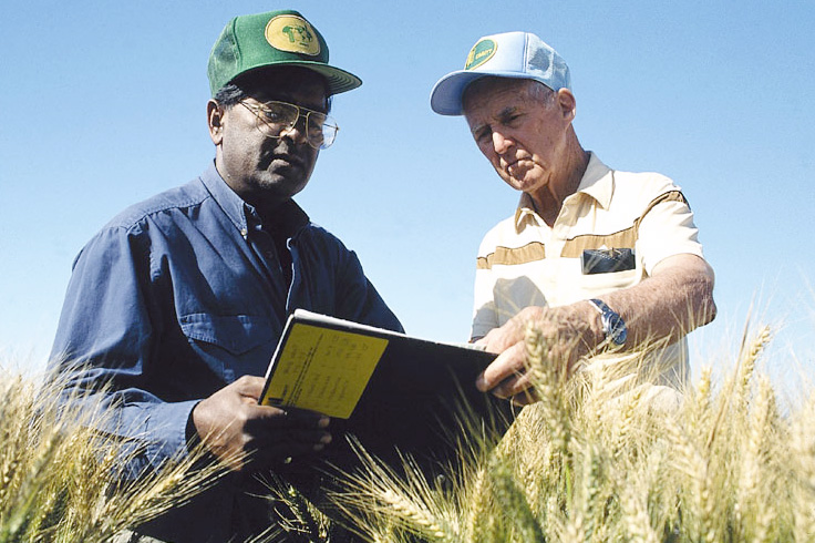 Norman Borlaug (derecha) en el campo con Sanjaya Rajaram, su sucesor como director del programa de trigo del CIMMYT. (Foto: Gene Hettel/CIMMYT)