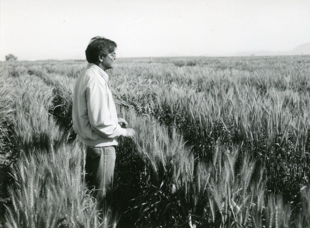 Sanjaya Rajaram at the Centro de Investigaciones Agrícolas del Noroeste (CIANO) in Ciudad Obregón, in Mexico’s Sonora state. (Photo: Gil Olmos/CIMMYT)