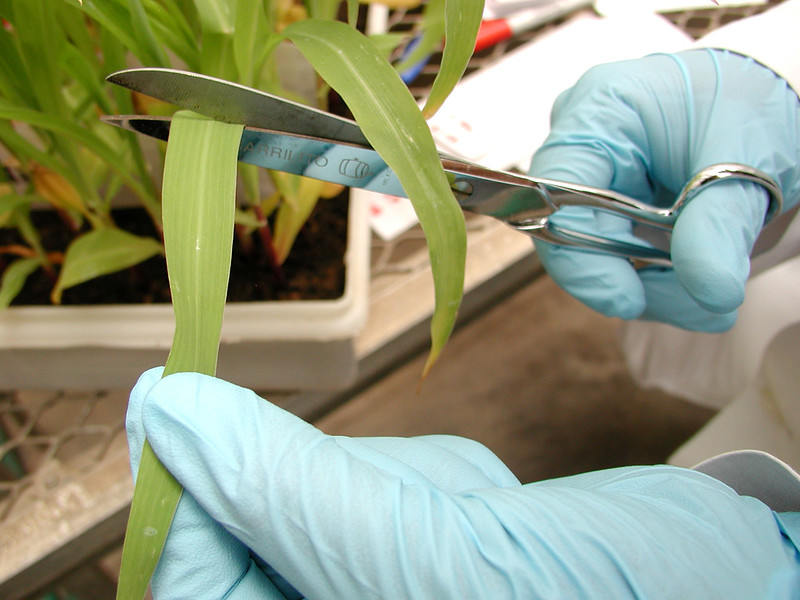 A CIMMYT technician cuts a leaf sample for DNA extraction. (Photo: CIMMYT)