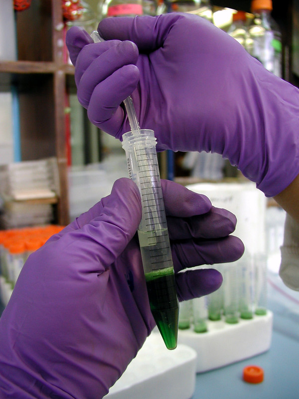 A CIMMYT technician performs one of the steps to extract DNA samples from plants. (Photo: CIMMYT)