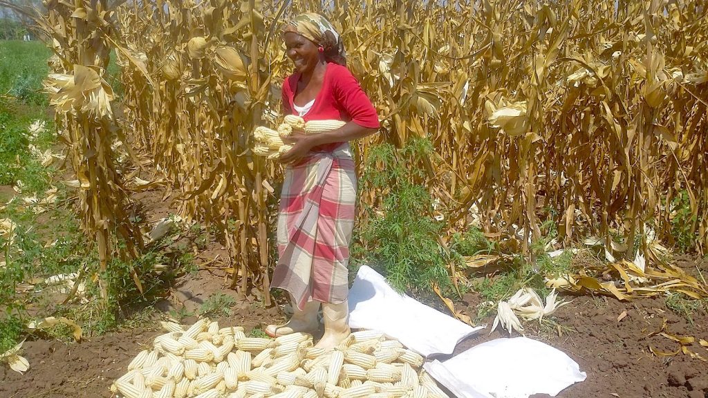 A farmer in Mozambique stands for a photograph next to her drought-tolerant maize harvest. (Photo: CIMMYT)