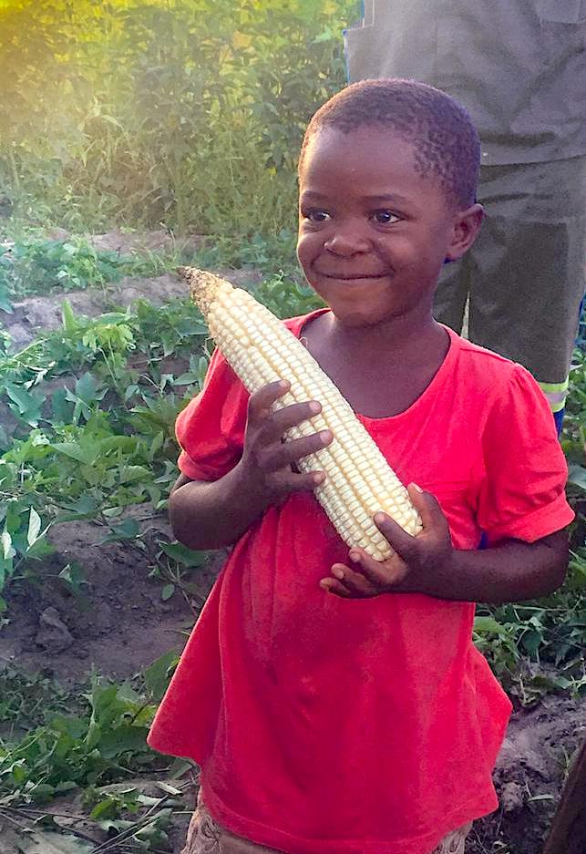 Margaret holds an improved ear of drought-tolerant maize. Margaret’s grandmother participated in an on-farm trial in Murewa district, 75 kilometers northeast of Zimbabwe’s capital Harare. (Photo: Jill Cairns/CIMMYT)