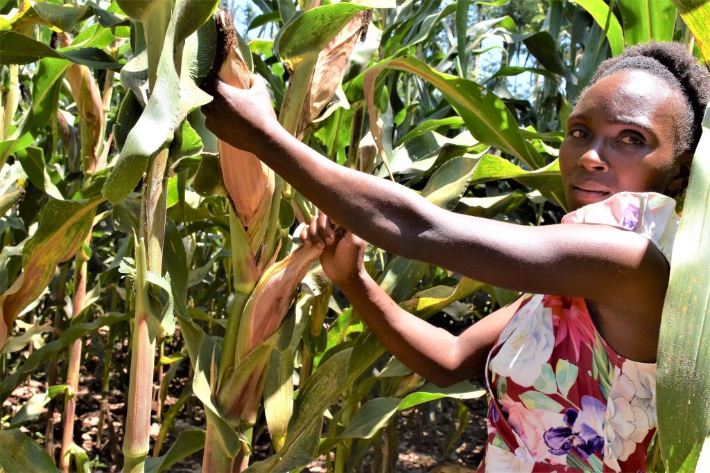 Nancy Wawira stands among ripening maize cobs of high yielding, drought-tolerant maize varieties on a demonstration farm in Embu County, Kenya. Involving young people like Wawira helps to accelerate the adoption of improved stress-tolerant maize varieties. (Photo: Joshua Masinde/CIMMYT)