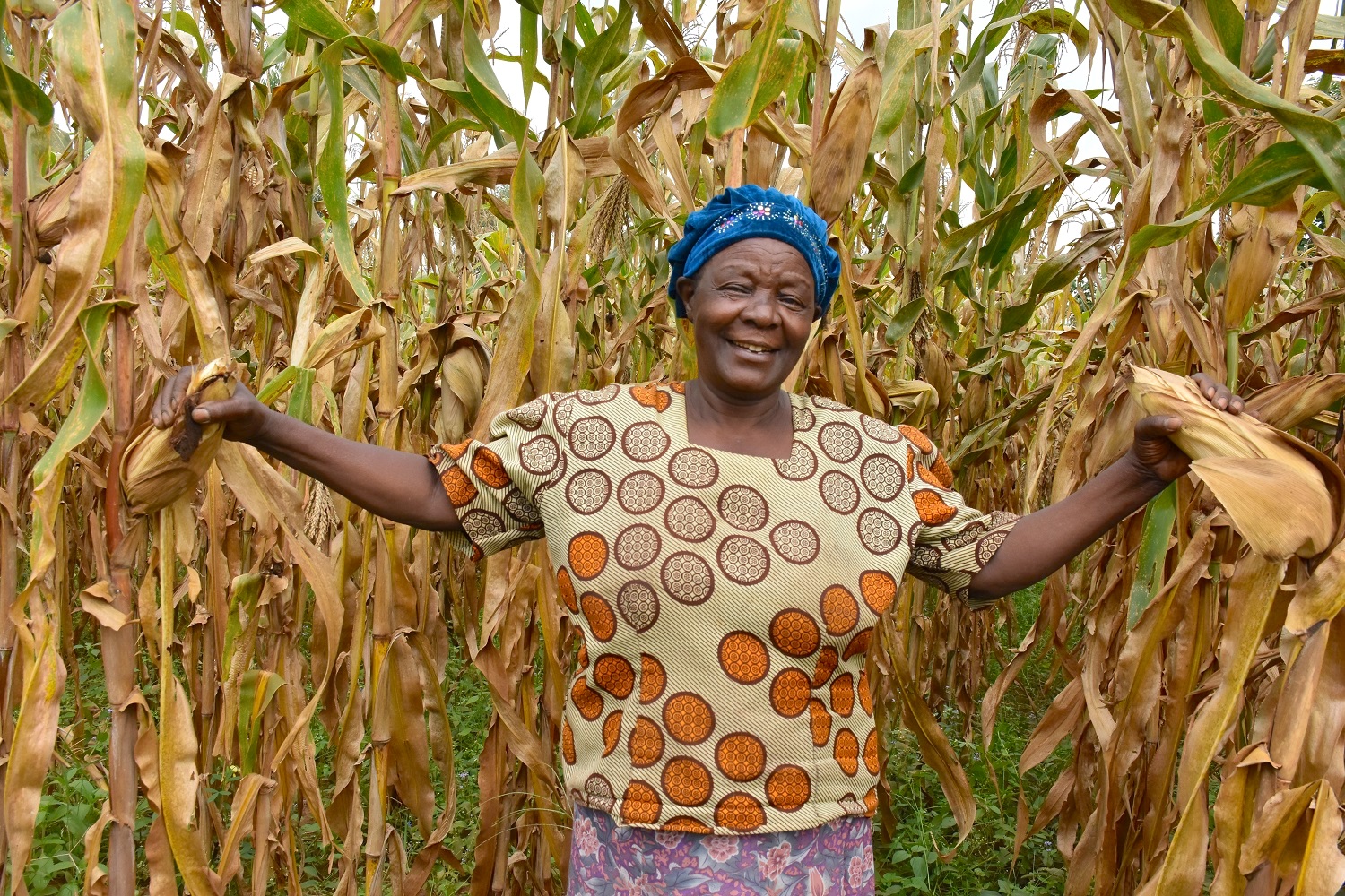 Alice Nasiyimu delante de una parcela de maíz tolerante a la sequía en su granja familiar del condado de Bungoma, en el oeste de Kenia. (Foto: Joshua Masinde/CIMMYT)