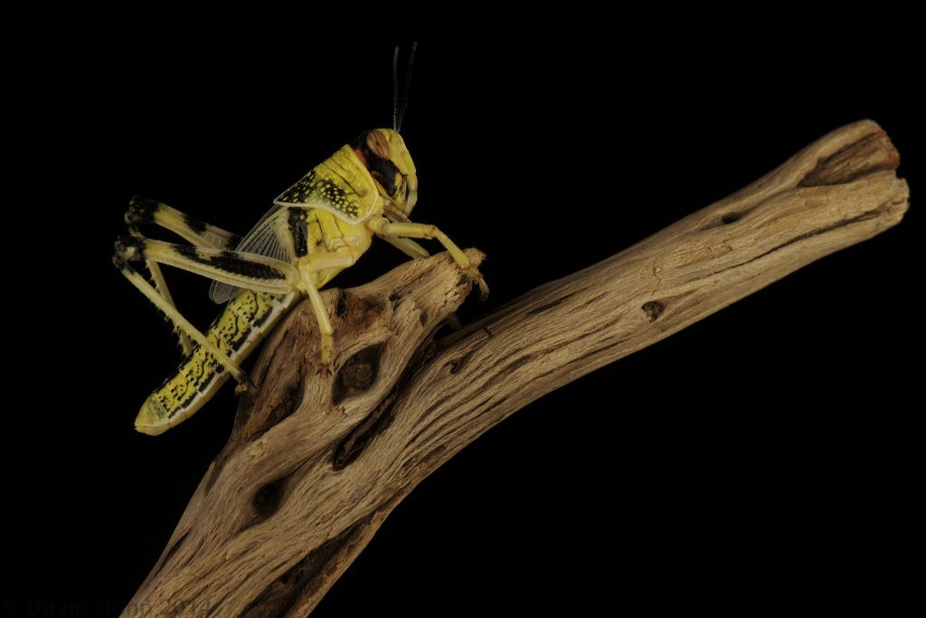 The desert locust has been around since biblical times. Climate change has contributed to its reemergence as a major pest. (Photo: David Nunn)