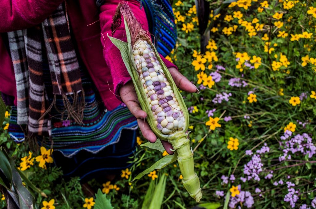 Una agricultora sostiene una mazorca de maíz. (Foto: Cristian Reyna)