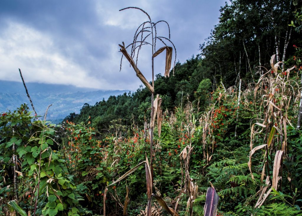 The classic “milpa” intercrop comprises maize, beans, and squash. The bean plant climbs the maize stalk to reach sunlight and its roots add nitrogen to the soil; the squash leaves shade the soil, conserving moisture and inhibiting weed growth. Milpa systems are often grown on steep hillsides at a wide range of altitudes. (Photo: Cristian Reyna)