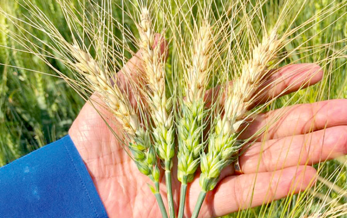 Wheat infected with the blast fungus in Meherpur, Bangladesh, in 2019. (Photo: PLOS Biology) 