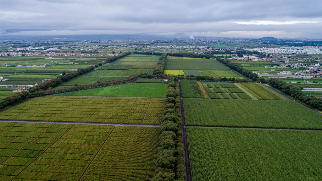 Vista desde un dron de la estación experimental del CIMMYT en Toluca, Estado de México, México. Un valle ubicado a 2,630 metros sobre el nivel del mar con un clima fresco y húmedo es el lugar ideal para seleccionar materiales de trigo resistentes a enfermedades foliares, como la roya del trigo. La mayoría de los ensayos que se realizan aquí son de trigo y triticale, pero también incluyen un par de parcelas de maíz. (Foto: Alfonso Cortés/CIMMYT)