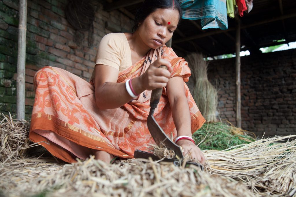 A Bangladeshi woman cuts up feed for her family's livestock. They did not previously have animals, but were able to buy them after her husband, Gopal Mohanta, attended a farmer training from CIMMYT and its partners, which gave him access to better seed, technologies, and practices. Mohanta planted a wider range of crops, and in 2005 he planted maize for the first time, using improved seed based on CIMMYT materials. (Photo: S. Mojumder/Drik/CIMMYT)
