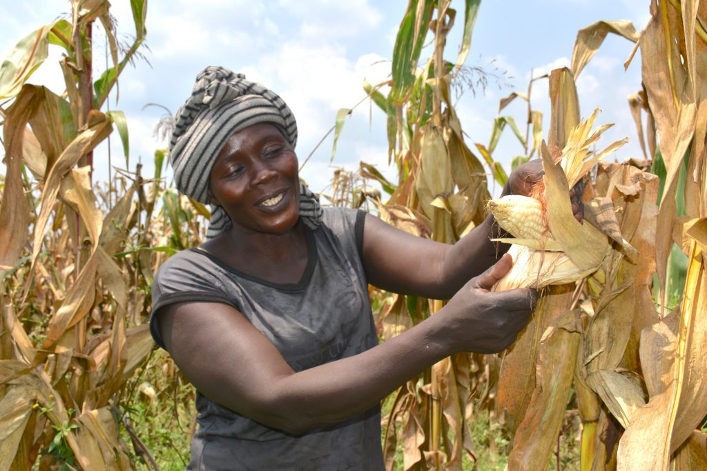 Alinda Sarah shows a maize cob due for harvest on the farm she owns with her husband in Masindi, mid-western Uganda. (Photo: Joshua Masinde/CIMMYT)
