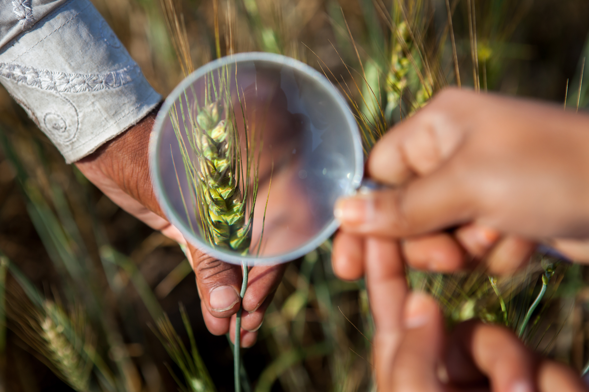 Research associate Chhavi Tiwara takes data from a wheatfield in Bhurkuru, India. (Photo: Julia Cumes/CIMMYT)