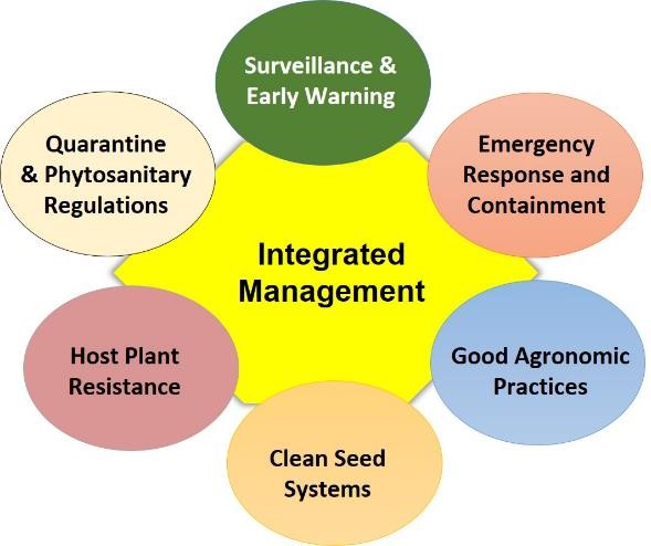 La prevención y control de enfermedades y plagas requiere una estrategia integral que movilice sinergias de múltiples instituciones. (Gráfico: B.M. Prasanna/CIMMYT)