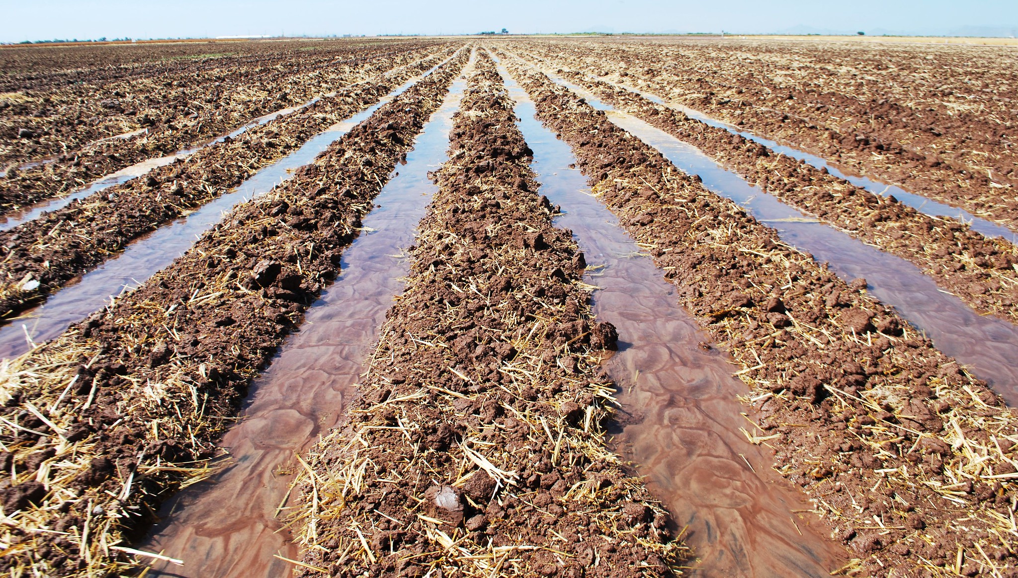 Campos irrigados bajo prácticas de agricultura de conservación en la estación experimental del CIMMYT cerca de Ciudad Obregón, Sonora, México. (Foto: CIMMYT)