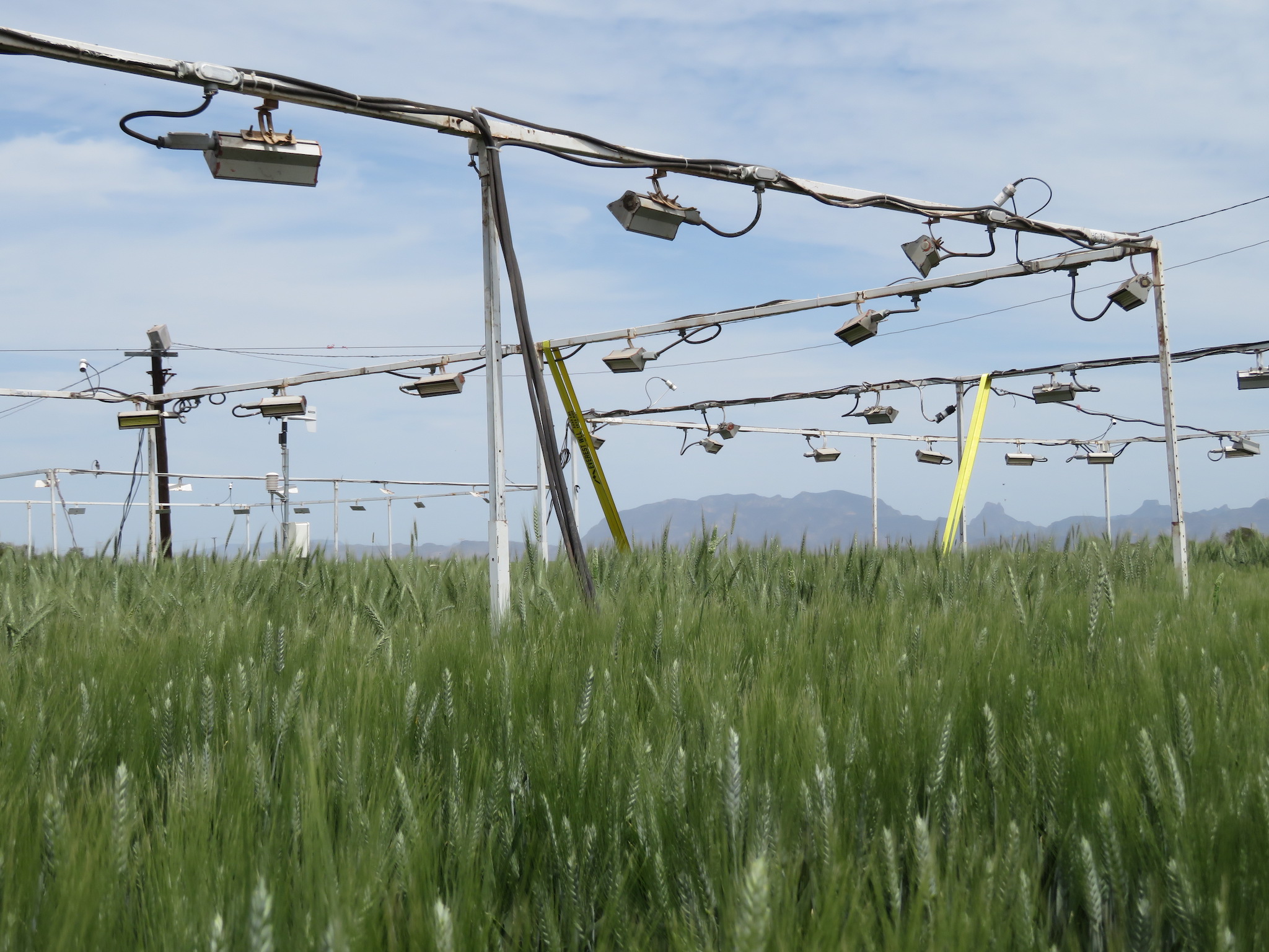 CIMMYT researchers use coverings to increase night-time temperatures and study wheat’s heat tolerance mechanisms, key to overcoming climate change challenges to wheat production. (Photo: Kevin Pixley/CIMMYT)