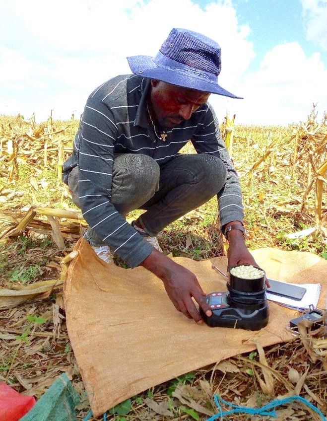 An enumerator in Ethiopia measures grain moisture. (Photo: Hailemariam Ayalew/CIMMYT)