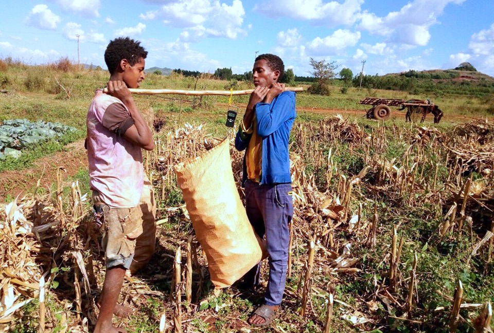 Field workers in Ethiopia weight the grain. (Photo: Hailemariam Ayalew/CIMMYT)