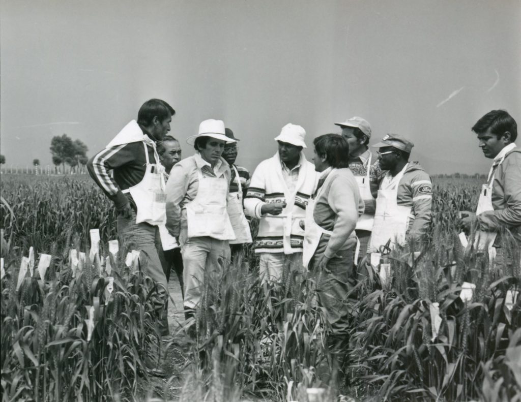 Wheat training activities at Toluca station circa 1980. (Photo: CIMMYT)