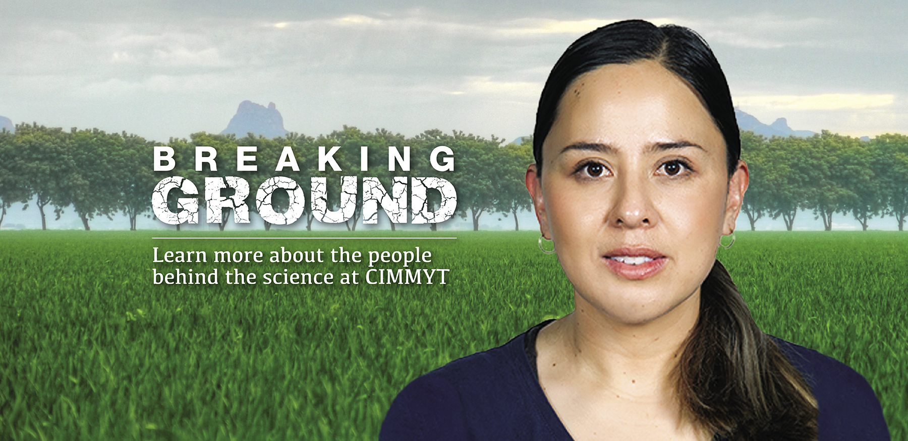 Background image for CIMMYT