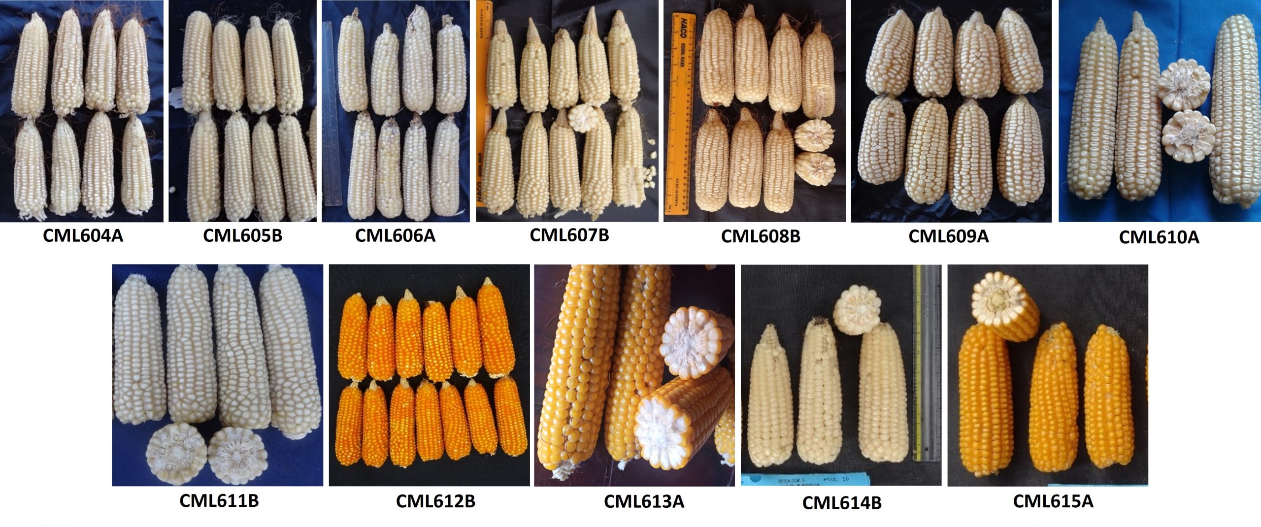 Mazorcas de maíz del conjunto de líneas de maíz del CIMMYT. (Foto: CIMMYT)