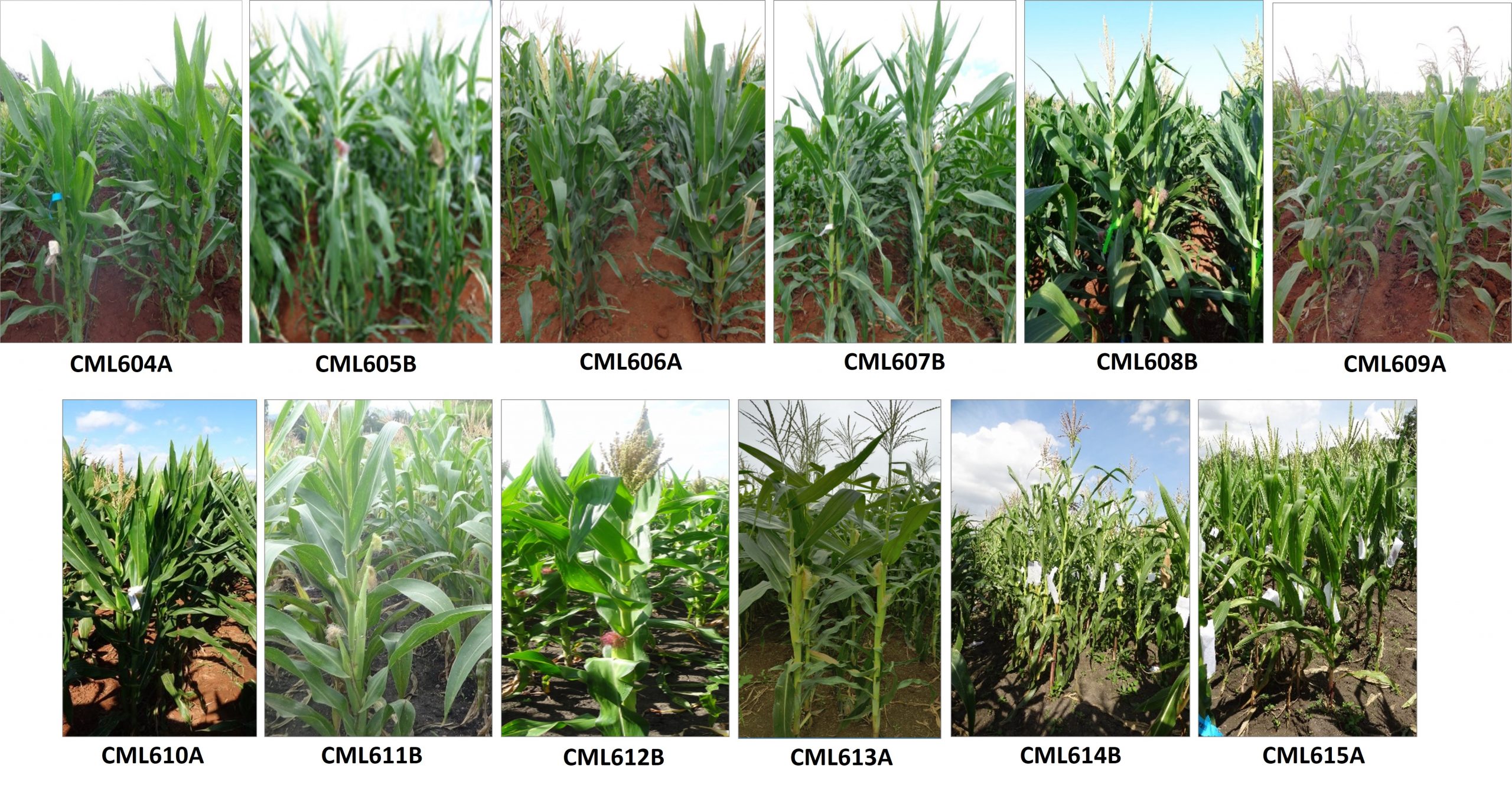 Plants of the newly released set of CIMMYT maize lines. (Photo: CIMMYT)