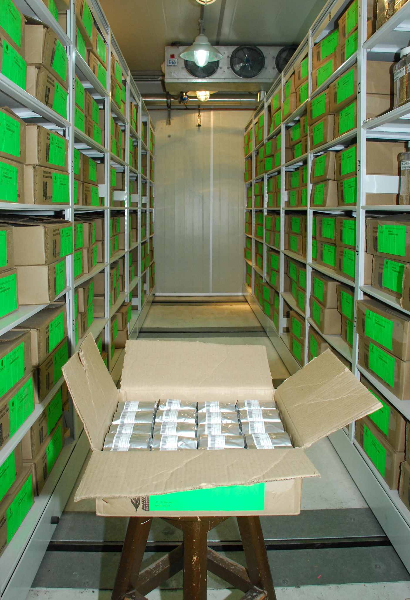 Some of the thousands of samples that make up the wheat active collection in the Wellhausen-Anderson Plant Genetic Resources Center at CIMMYT's global headquarters in Texcoco, Mexico. (Photo: X. Fonseca/CIMMYT)
