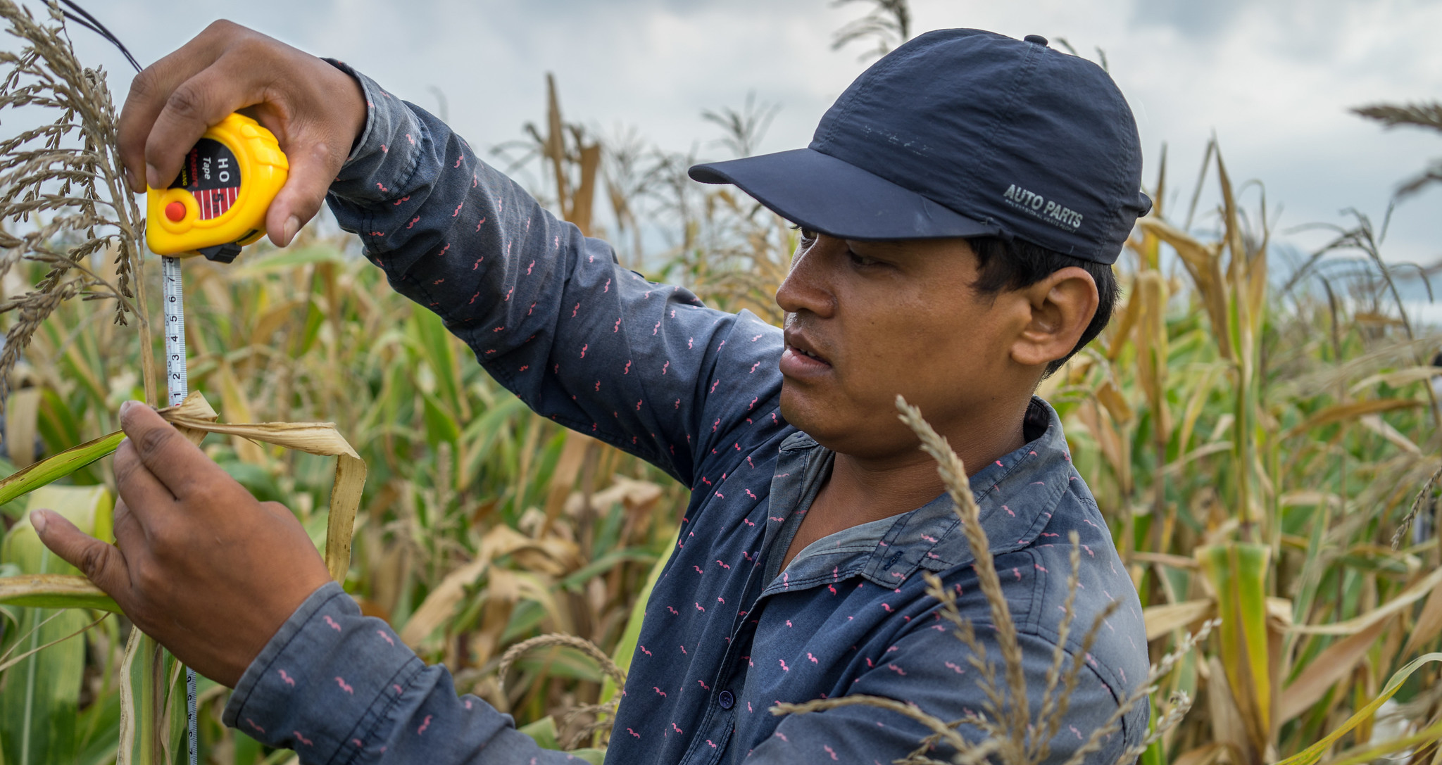 CIMMYT field research technician Pradip Chaudhary measures plant height in Bhuyera, Kailali, Nepal. (Photo: P. Lowe/CIMMYT)