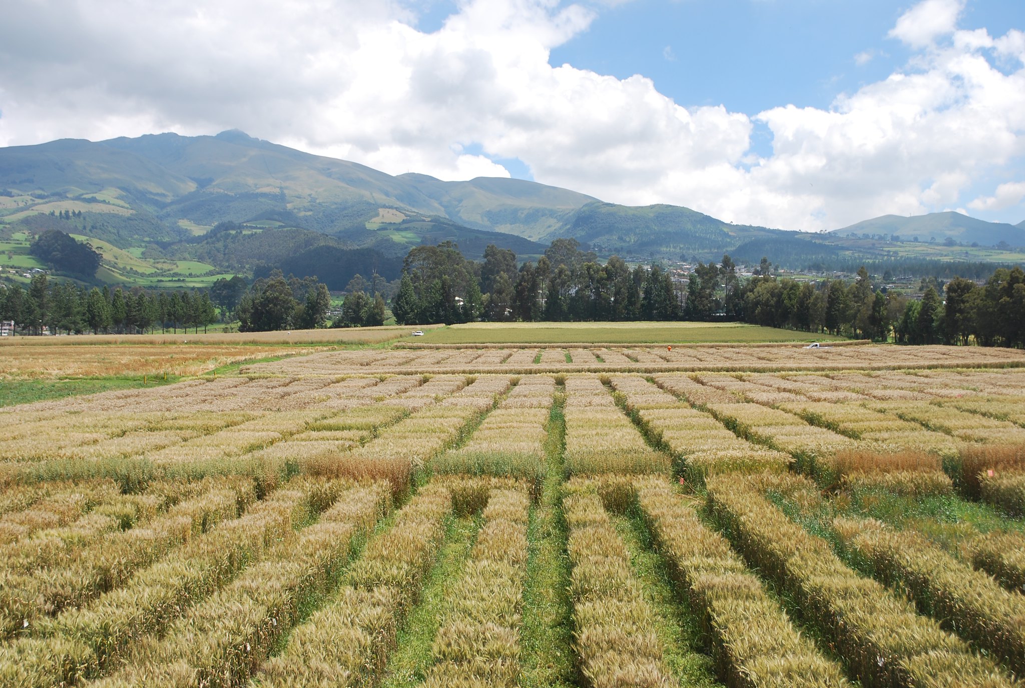 CIMMYT international wheat nurseries at the Santa Catalina experimental station, near Quito, Ecuador. (Photo: Nathan Russell/CIMMYT)