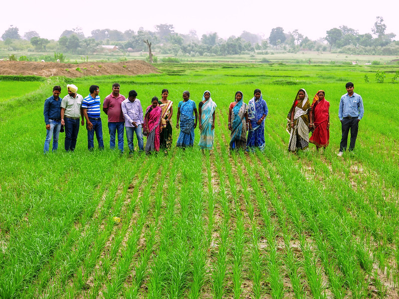 Wheat farmers during a field day in Odisha, India. (Photo: Wasim Iftikar/CSISA)
