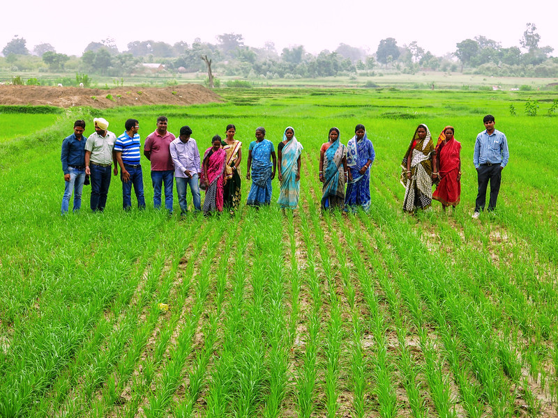 Wheat farmers during a field day in Odisha, India. (Photo: Wasim Iftikar/CSISA)
