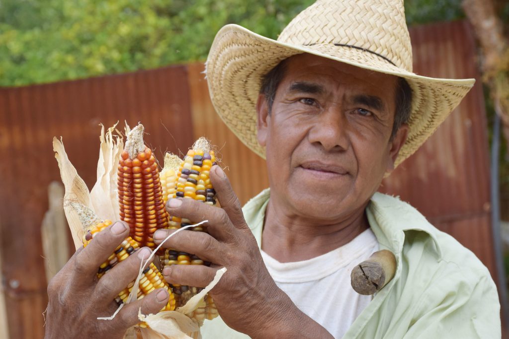 Un agricultor apoyado por MasAgro en México sostiene una selección de variedades de maíz. (Foto: CIMMYT)