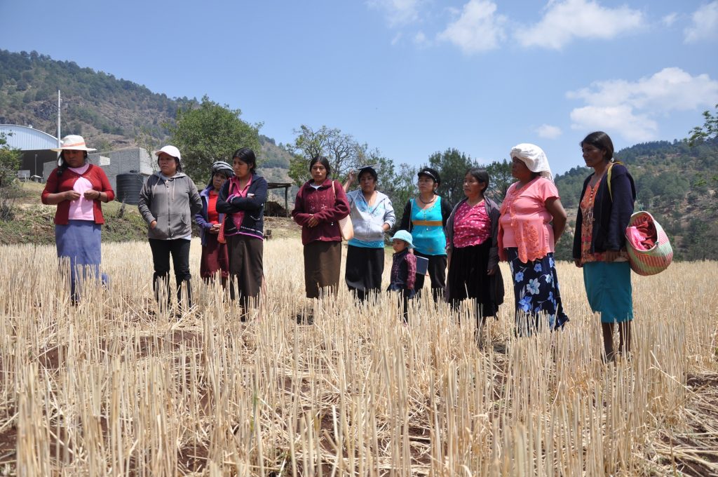Mujeres agricultoras de México asisten a un día de campo de MasAgro. (Foto: CIMMYT)