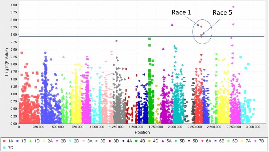 A figure from the genome-wide association study shows novel genomic associations — especially here on chromosome 6A — that display resistance to both races of the tan spot fungus. (Figure: CIMMYT and IPBB)