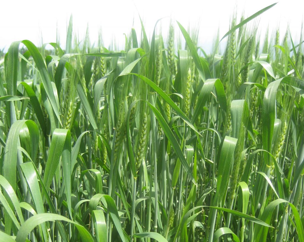 Tan spot-resistant wheat cultivar Tyngysh. (Photo: IPBB)