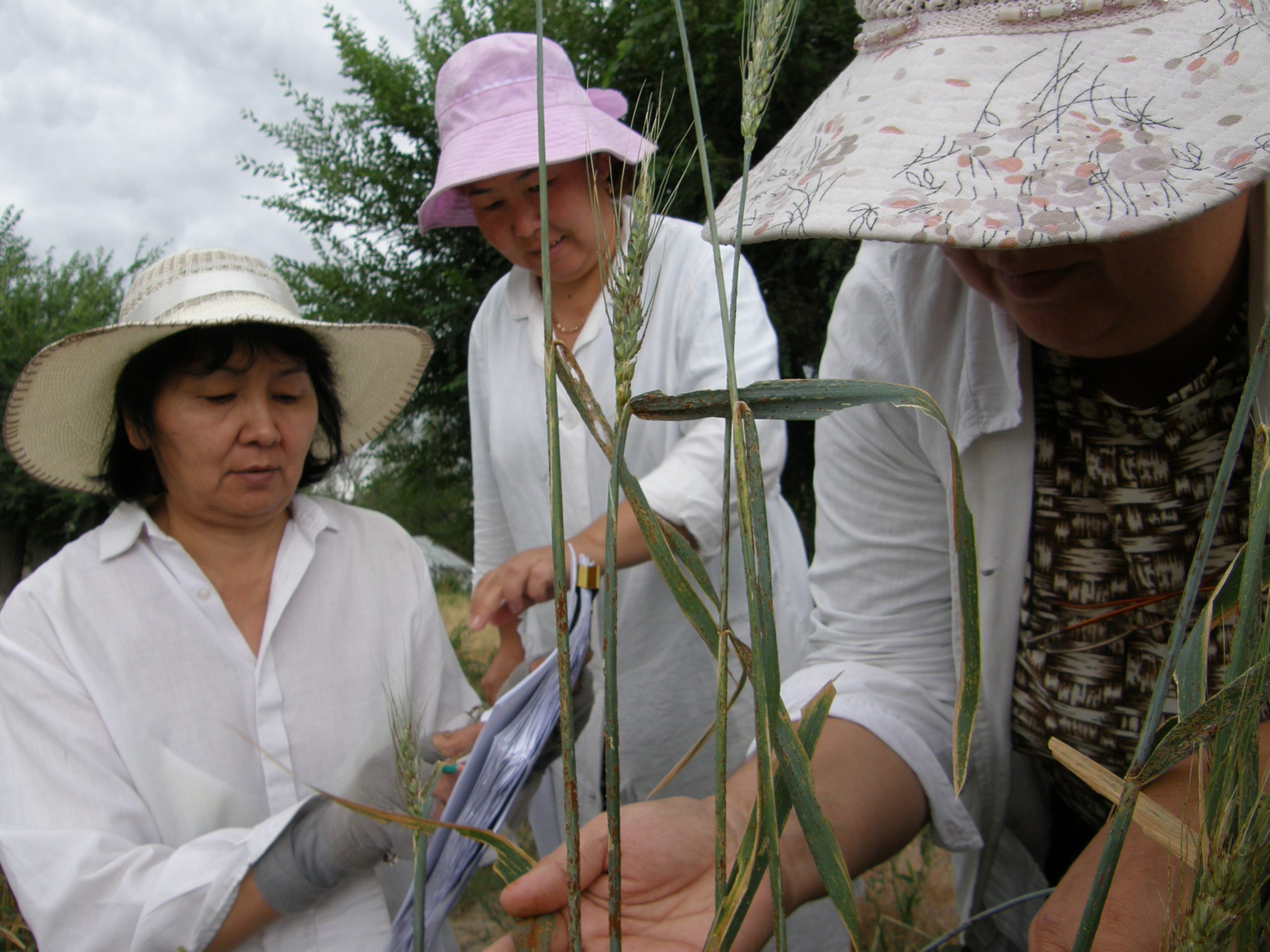 Scientists from IPBB evaluate wheat infected with tan spot and wheat rusts in Kazakhstan. (Photo: IPBB)