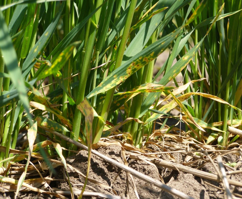 Tan spot, caused by Pyrenophora tritici-repentis on susceptible wheat cultivar Steklovidnaya 24. (Photo: IPBB)